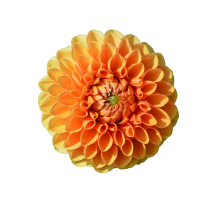 Virág? Hanghullám? Ahogy te kinyílsz és kibontakozol?